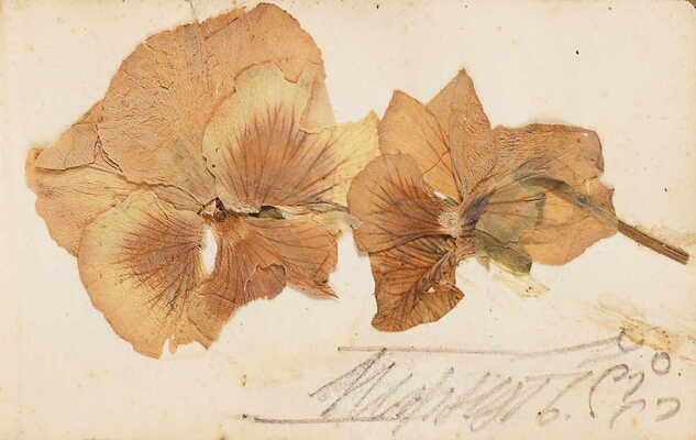 [Автографы И. Бунина, А. Пешкова, А. Чехова]. Миниатюрный театральный блокнот. [Конец XIX - начало XX вв.].